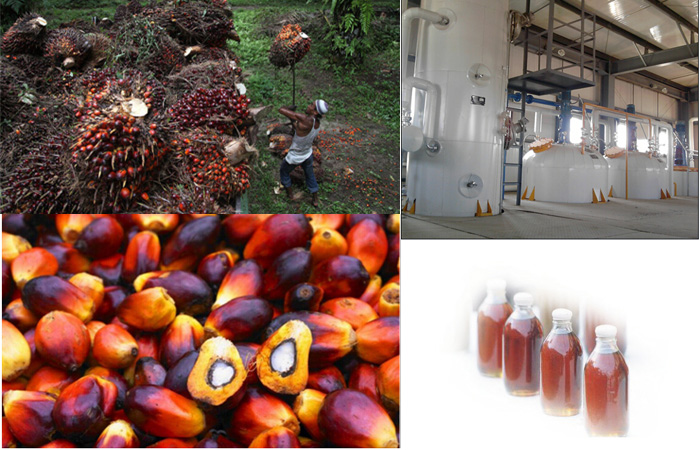 palm oil production line equipment
