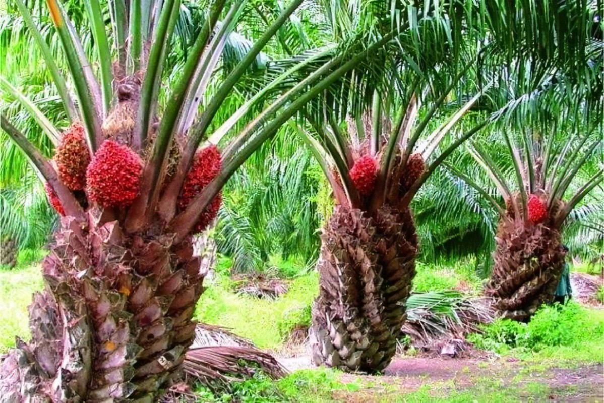 Palm oil production process
